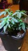 WW 5WEEKS-3.jpg