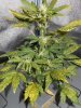 day 34 from seed 017.jpg