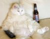 Funny fat cats widescreen walpapers.jpg