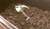 Plant # 3 LST # 2.jpg