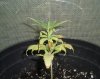 plants 001.jpg