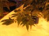 new flower area 002.jpg