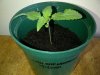 Sweet Deep Grapefruit day 8.jpg