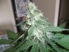 SDG day 58 seed, 40 flowering.jpg