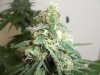 SDG day 62 seed, 44 flowering.jpg