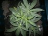 La musa 22 days top.jpg