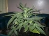 La musa 22days.jpg