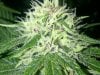 Plushberry day 45 seed, 28 flowering 2.jpg