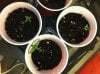 seedlings16 003.jpg