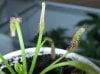 Baby sundew1.jpg