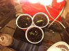 seedlings17 002.jpg