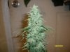 ANother side branch  SUper Skunk.jpg