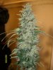 Nice side branch SUper Skunk.jpg