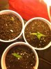 seedlings18 001.jpg