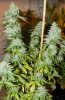 31-jan07-BigFoot-plant-web.jpg