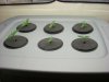 grow pics 008.jpg