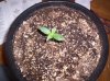 first grow 026.jpg