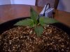 first grow 044.jpg