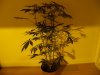 day 22 flower 010.jpg