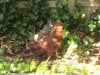 4-6-2012 chickens 001.jpg