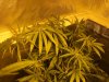 5-20-12 Island Sweet Skunk - BC Seed King.jpg