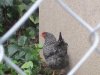 3-31-2012 Chickens 025.jpg