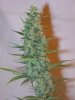 OG Ghost Train Haze #1 Day 36 002.jpg