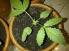 Sweet Deep Grapefruit day 13.jpg