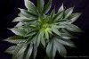 cannabis-spacedawg1-2609.jpg