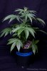 cannabis-spacedawg4-2622.jpg