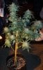 DAY 54 - FLOWER HARVEST 12.jpg