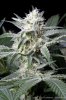 cannabis-plushberry2-d36-0391.jpg