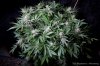 cannabis-plushberry2-d49-2149.jpg