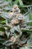 cannabis-plushberry2-d56-2249.jpg