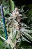 cannabis-plushberry2-d56-2252.jpg
