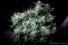 cannabis-plushberry3-d49-2159.jpg