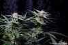 cannabis-plushberry3-d49-2167.jpg