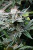 cannabis-plushberry3-d56-2255.jpg