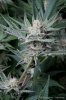 cannabis-plushberry5-d36-0380.jpg