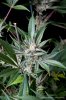 cannabis-plushberry5-d49-2135.jpg