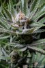 cannabis-plushberry5-d63-2404.jpg
