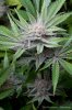 cannabis-plushberry5-d63-2406.jpg