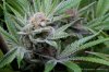 cannabis-plushberry5-d63-2409.jpg