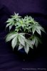 cannabis-spacedawg1-2651.jpg