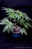 cannabis-spacedawg2-2665.jpg