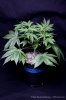 cannabis-spacedawg3-2674.jpg
