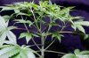cannabis-spacedawg3-2675.jpg
