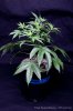 cannabis-spacedawg4-2682.jpg