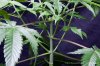 cannabis-spacedawg4-2685.jpg