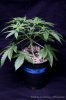 cannabis-spacedawg5-2691.jpg